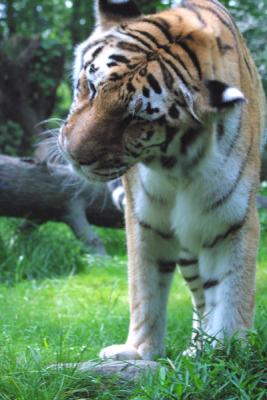 Siberian Tigers