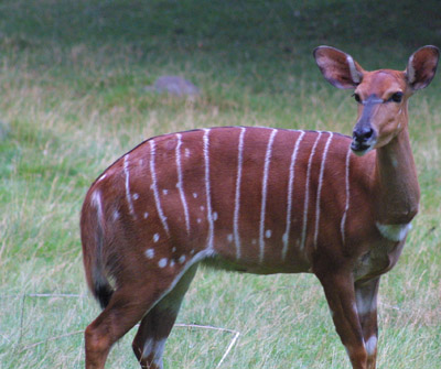 Nyala