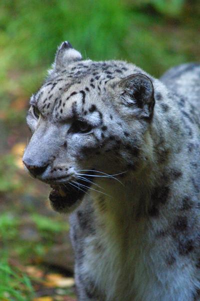 Snow Leopard