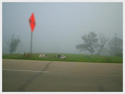 Cows Sleep Along the Road