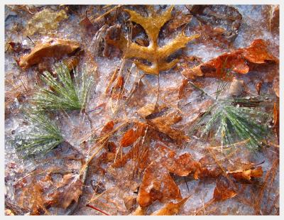 leaves locked in ice