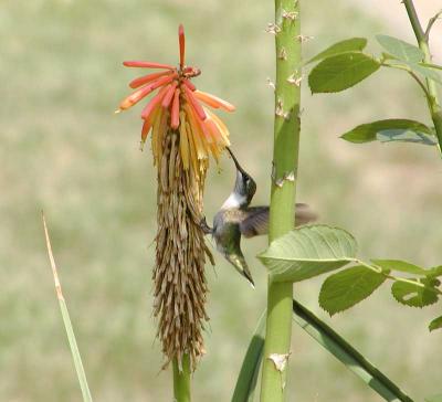 Ruby-throated Hummingbird (female)