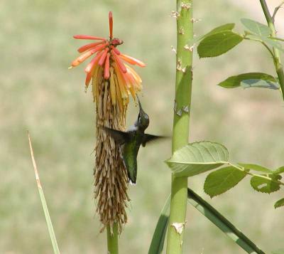 Ruby-throated Hummingbird (female)