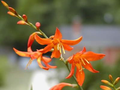 Crocosmia crocosmiiflora, a.k.a Montbretia