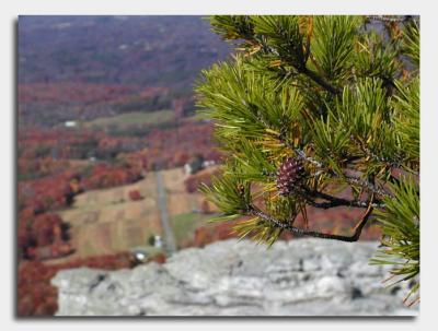 Conifer on the Mountain