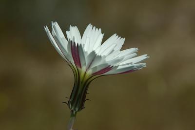 Desert Chicory