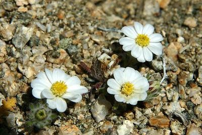 Desert Star