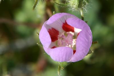 Desert five-spot 