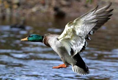 Cleared For Landing - Duck