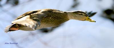 Duck Dart - Mallard
