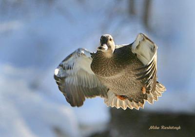 Nordic Encounter - Mallard Duck