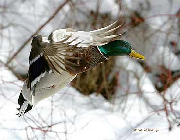 Trying Out Winter Wings - Duck