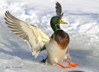 A Litttle Off Target - Mallard Duck