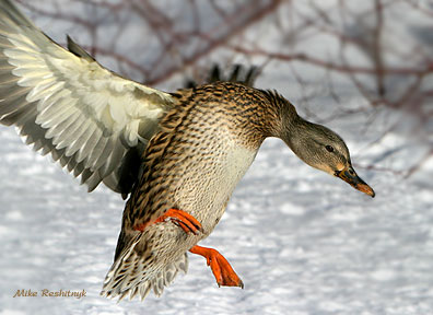 Cutie Pays A Visit - Mallard Duck