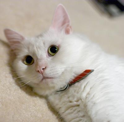CatCatJan05 007.jpg