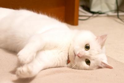 CRW_2881.jpg