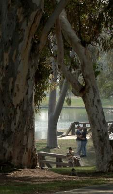 A Day in the Park