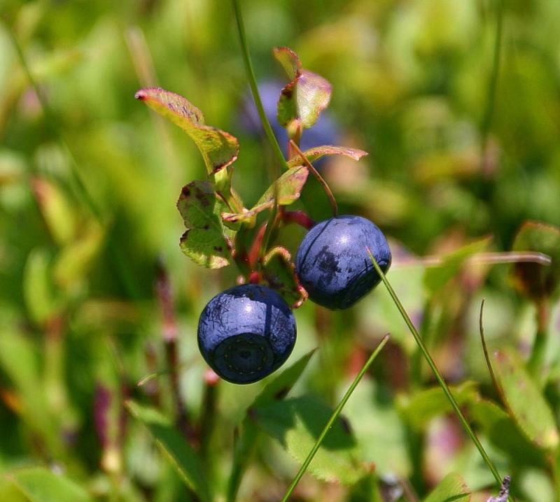 Wimberry Season