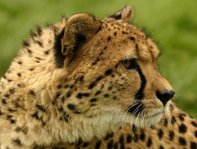 'Pepo' the Cheetah