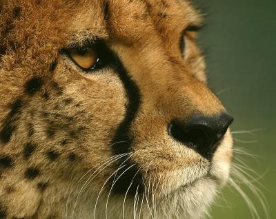 'Pepo' the Cheetah