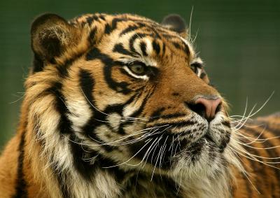 'Nias' - Sumatran Tiger