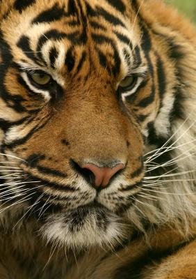 'Nias' - Sumatran Tiger