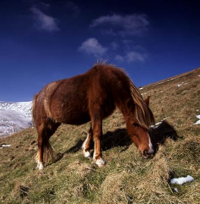 Beacons Pony