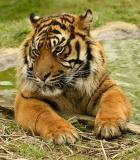 Nias - Sumatran Tiger