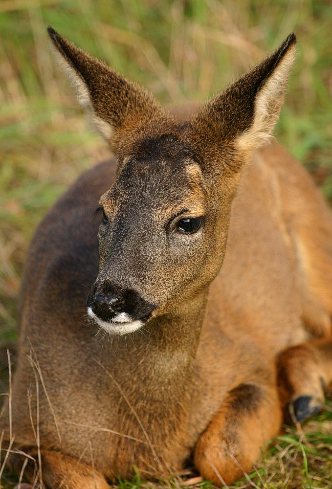 Roe Deer