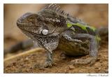 Iguana
