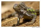 Iguana