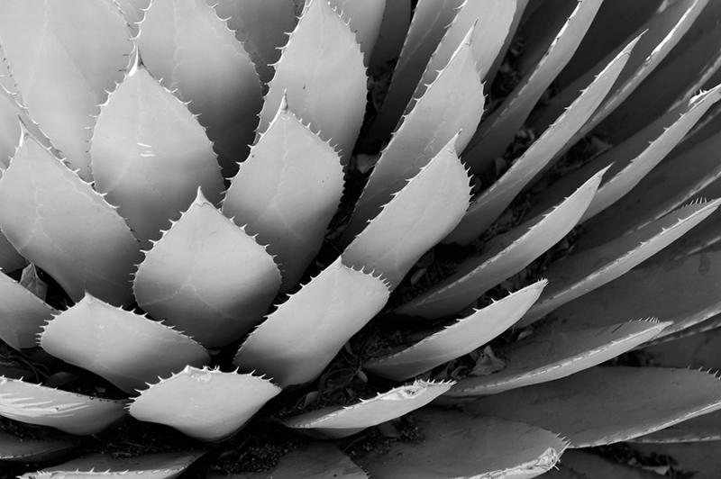 Artichoke Agave 3