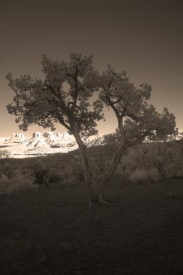 Tree and Buttes
