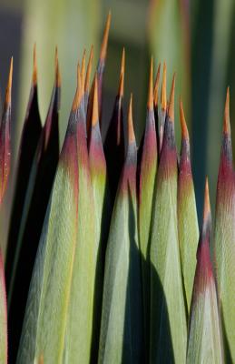 Agave Tips