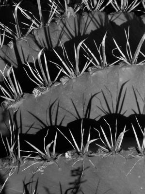 Barel Cactus Ridges