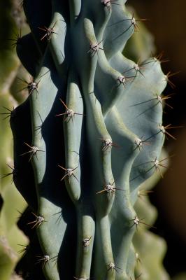 Club Cactus Close-up 2