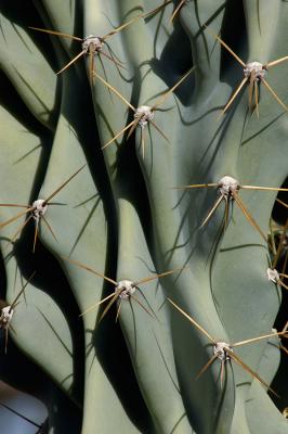 Club Cactus Close-up