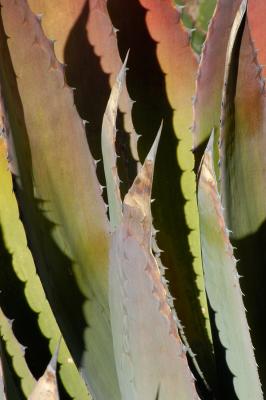 Green/Red Agave