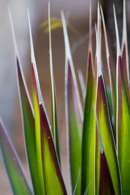 Colored Agave Tips
