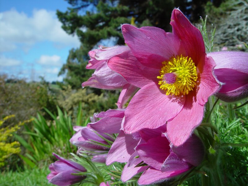 Pulsatilla vulgaris