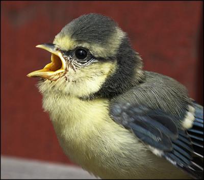 Parus caeruleus