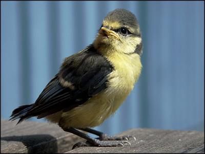 Parus caeruleus