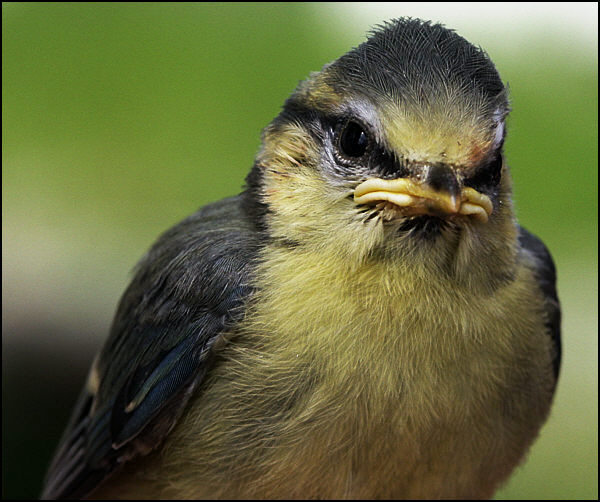 Parus caeruleus