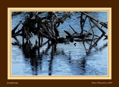 Ripples on dead wood's lake