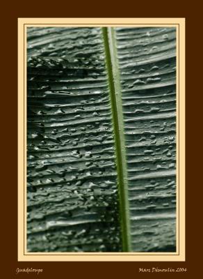 Palm tree leaf after the rain