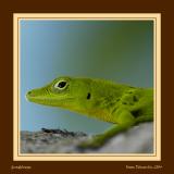 Green lizard