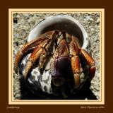 Welcome hermit crab to the cruel world