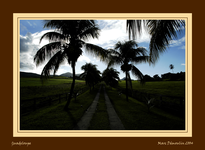 Palm tree alley