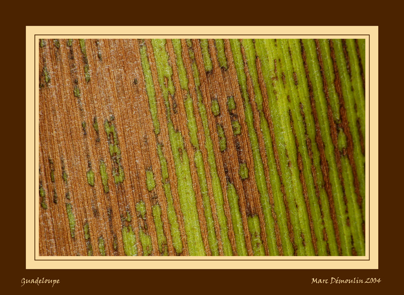 Detail of a leaf