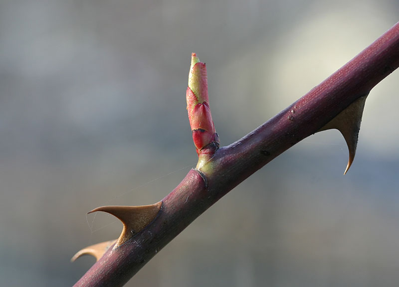 April 21: Thorns and buds